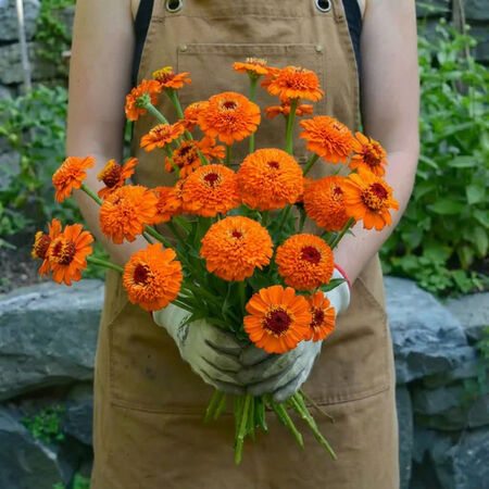 Zinderella Orange, Zinnia Seeds - Packet image number null